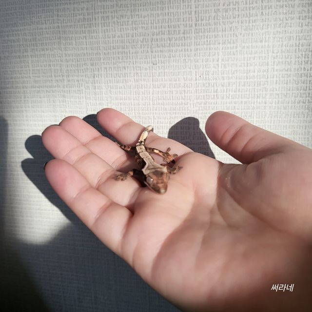 세이블