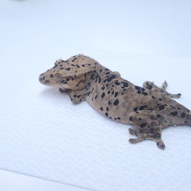 슈퍼달마시안 레드