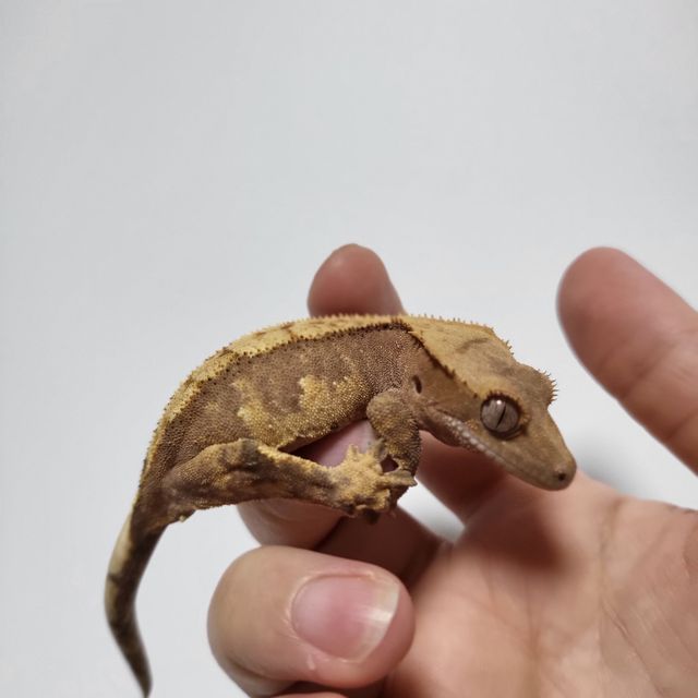 노멀