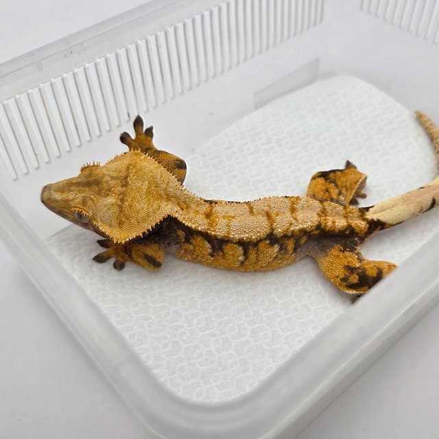 노멀 익스트림할리퀸