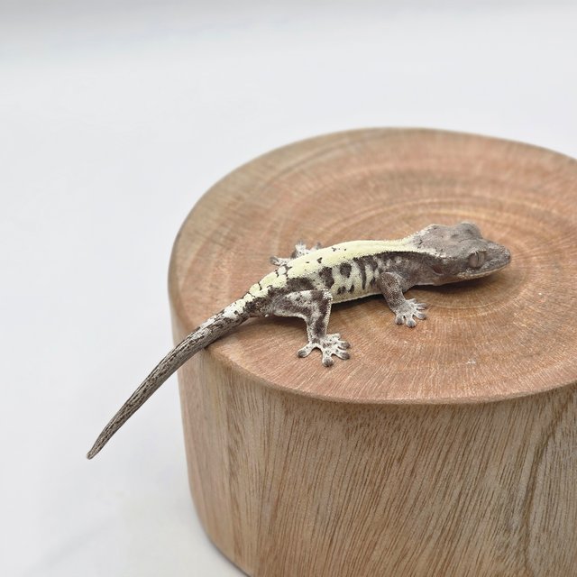 루왁 루왁 릴리