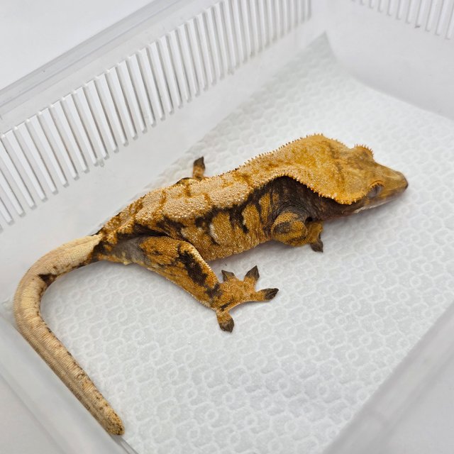 노멀 익스트림할리퀸