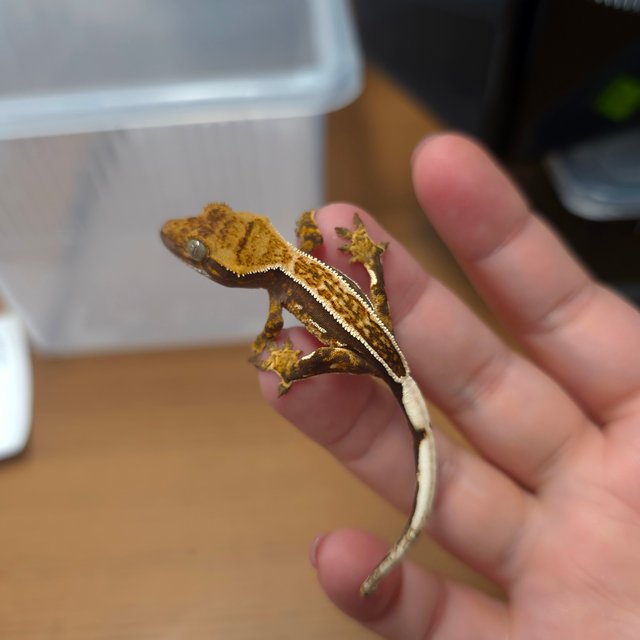 노멀 쿼드 핀스트라이프