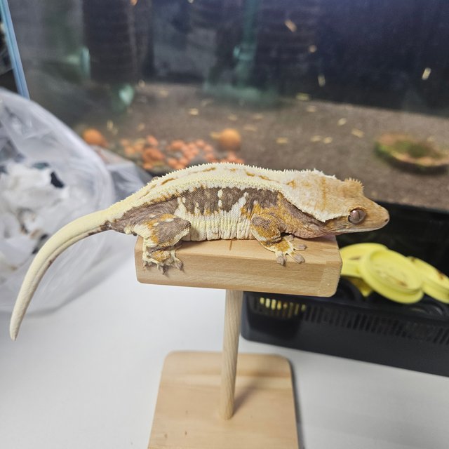 릴리화이트 릴리100%헷아잔틱