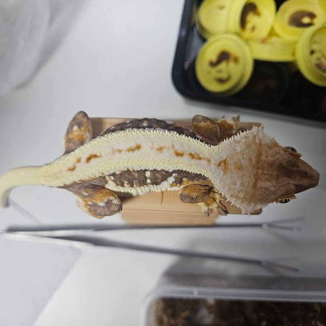 릴리화이트 릴리100%헷아잔틱