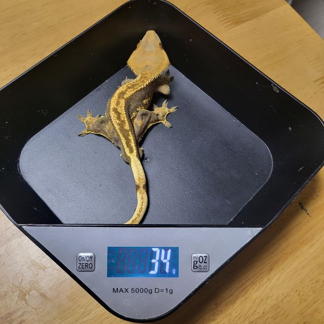 100%헷아잔틱