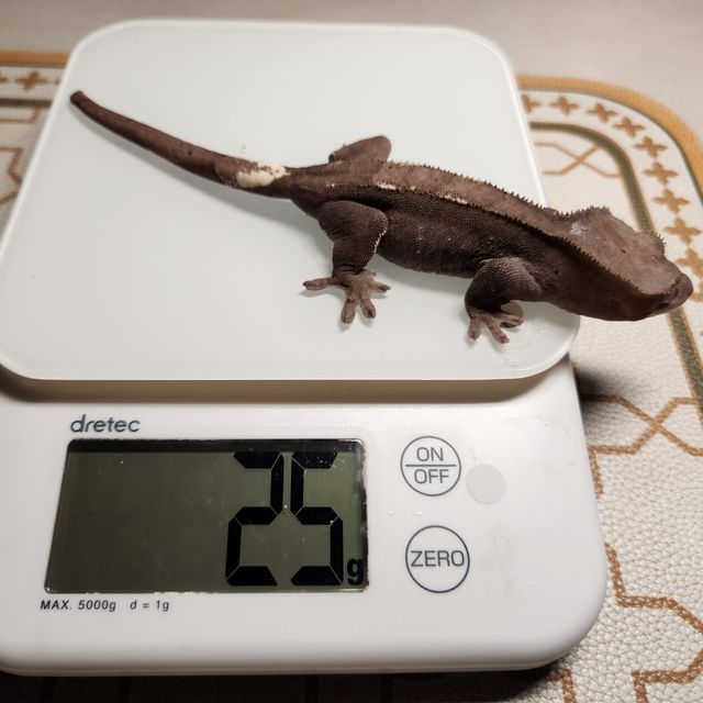 아잔틱