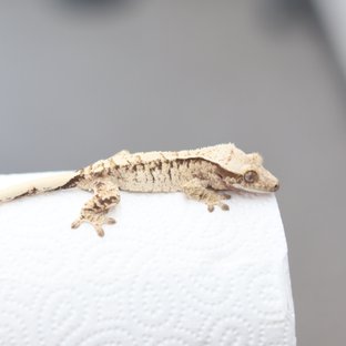 노멀 드리피 화이트스팟