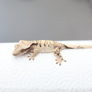 노멀 드리피 화이트스팟