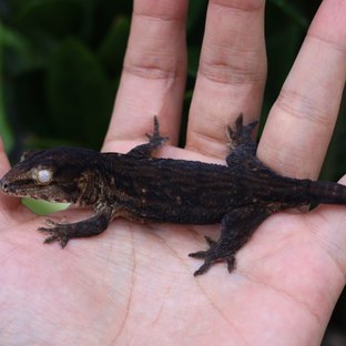 다스몰 코기스 멜라니스틱