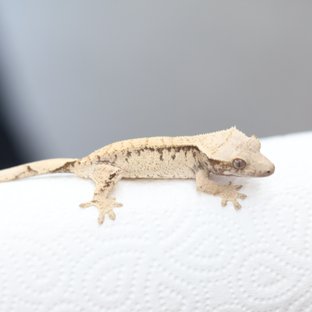 노멀 드리피 화이트스팟