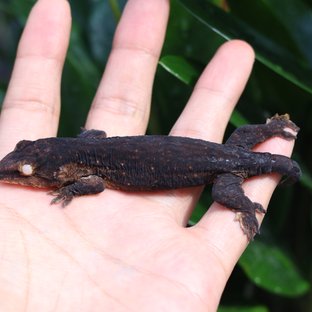 다스몰 코기스 멜라니스틱