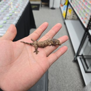 레드바 헷 멜라니스틱