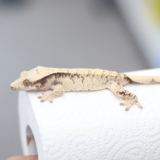 노멀 드리피 화이트스팟