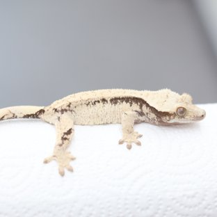 노멀 드리피 화이트스팟