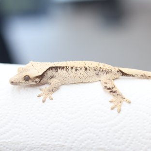 노멀 드리피 화이트스팟