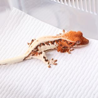 릴리 세이블
