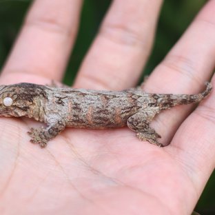 레드바 헷 멜라니스틱