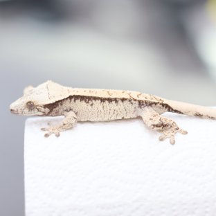 노멀 드리피 화이트스팟