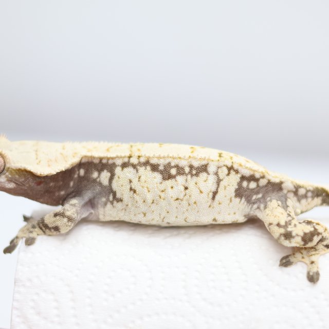 드리피 화이트스팟