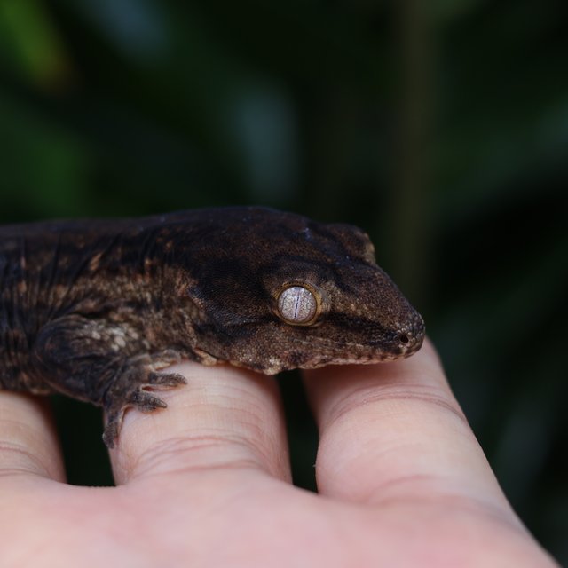 다스몰 코기스 멜라니스틱