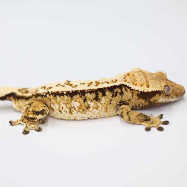 노멀 트라이 익스트림할리퀸 드리피 화이트스팟