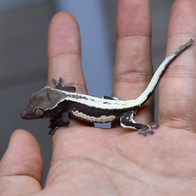 릴리 세이블 아잔틱 릴잔틱 세이블