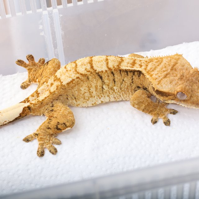 화이트스팟 트라이 익스트림할리퀸