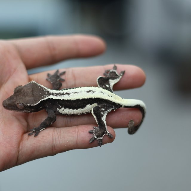 릴리 세이블 아잔틱 릴잔틱 세이블