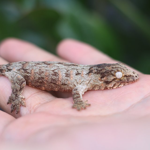 레드바 헷 멜라니스틱
