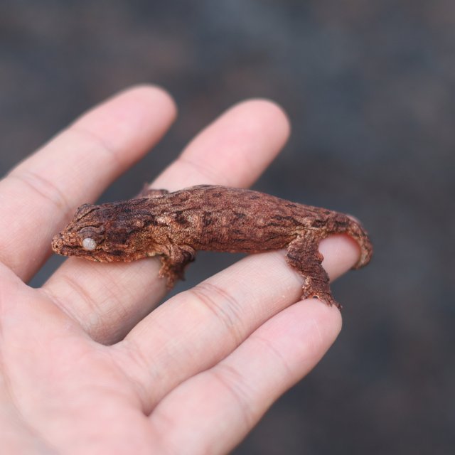 레드바 헷 멜라니스틱