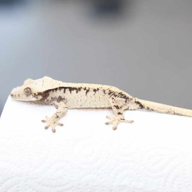 노멀 드리피 화이트스팟