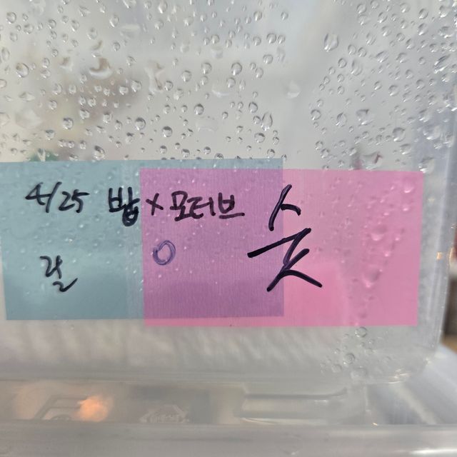 솔리드백 릴리화이트