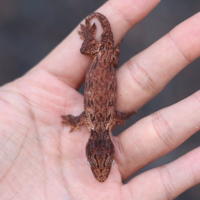 레드바 헷 멜라니스틱