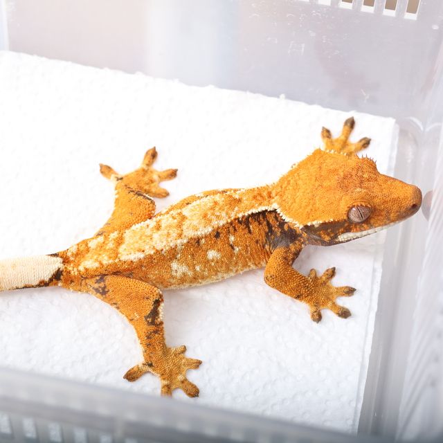 노멀 트라이 익스트림할리퀸 화이트스팟