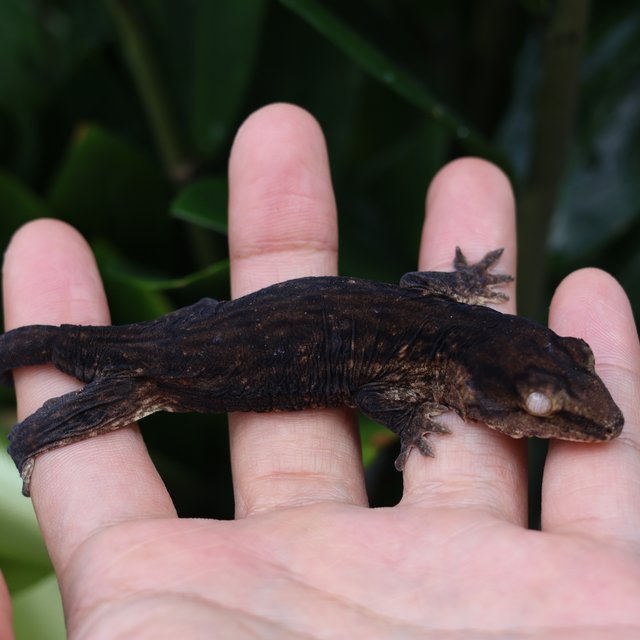 다스몰 코기스 멜라니스틱