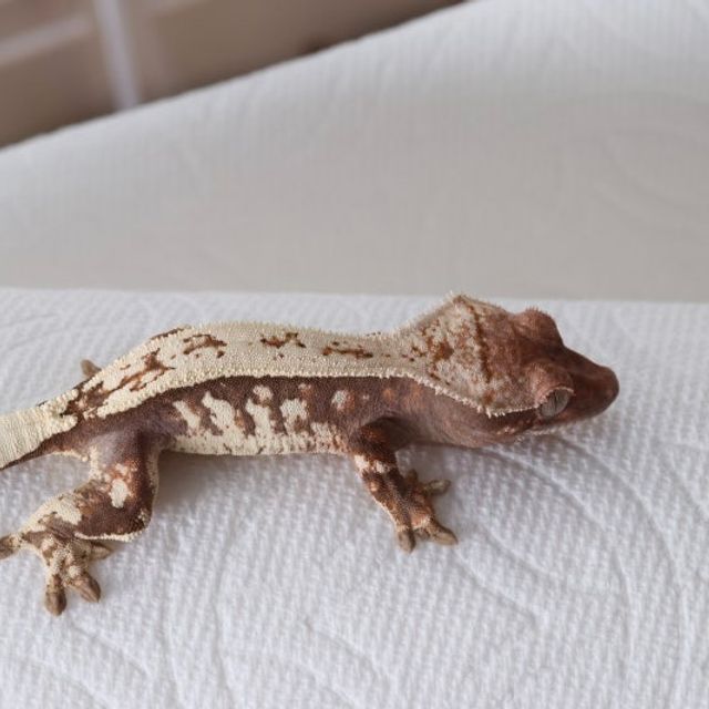 세이블