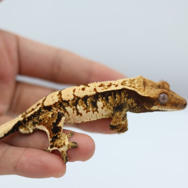 트라이 익스트림할리퀸