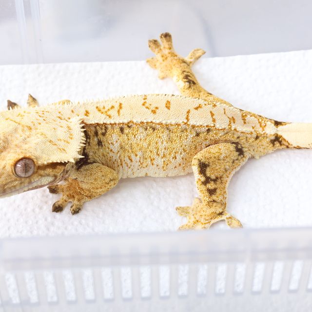 노멀 드리피 화이트스팟 트라이 익스트림할리퀸