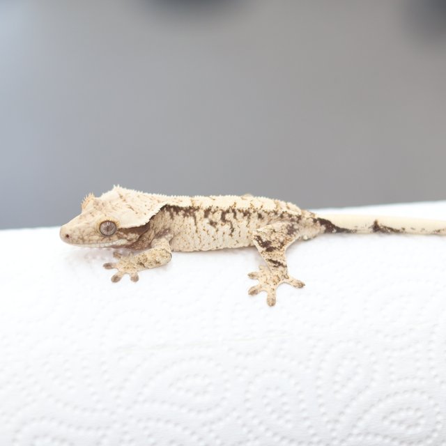 노멀 드리피 화이트스팟