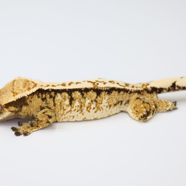 노멀 트라이 익스트림할리퀸 드리피 화이트스팟