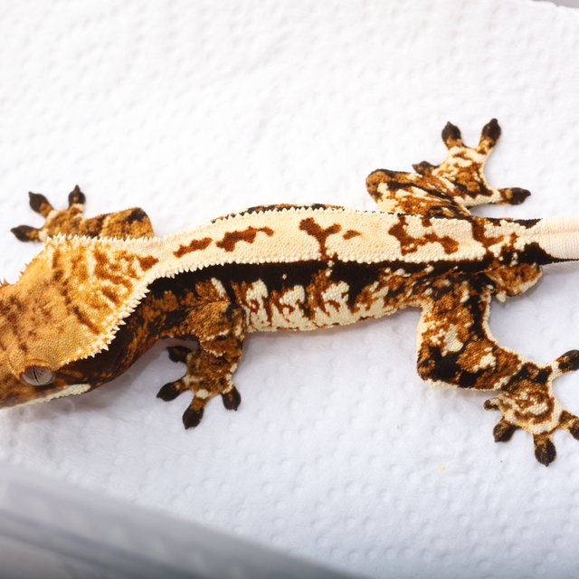 트라이 익스트림할리퀸