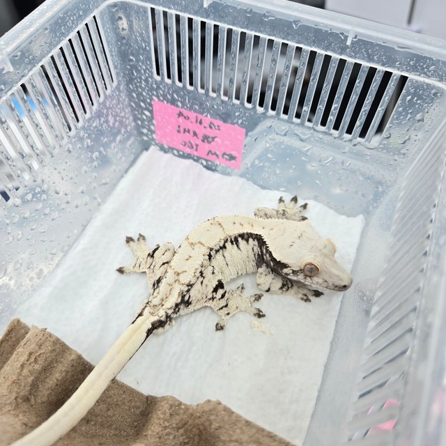 노멀 드리피 화이트스팟