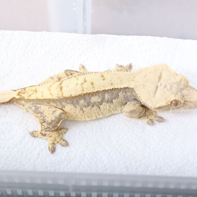 노멀 100%헷아잔틱