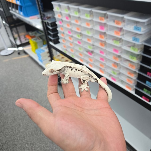 노멀 드리피 화이트스팟