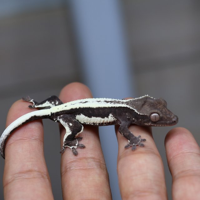 릴리 세이블 아잔틱 릴잔틱 세이블