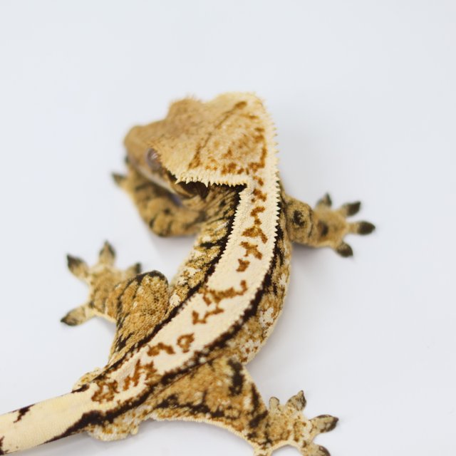 노멀 트라이 익스트림할리퀸 드리피 화이트스팟