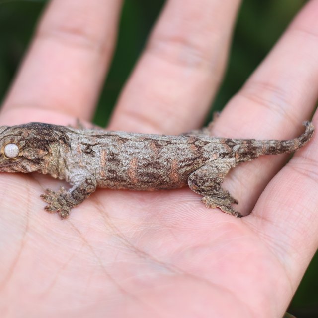 레드바 헷 멜라니스틱