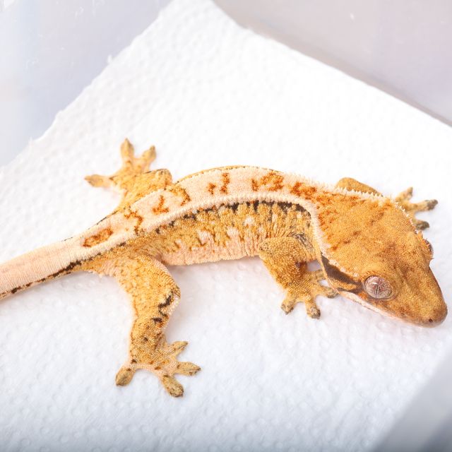 노멀 트라이 익스트림할리퀸 드리피 화이트스팟