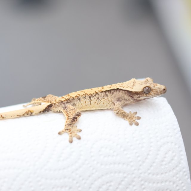 노멀 드리피 화이트스팟